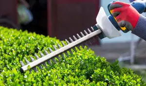 shrub-trimming-jeddah
