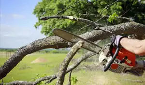 tree-removal-jeddah