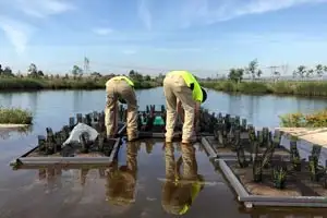 wetland-planting-riyadh